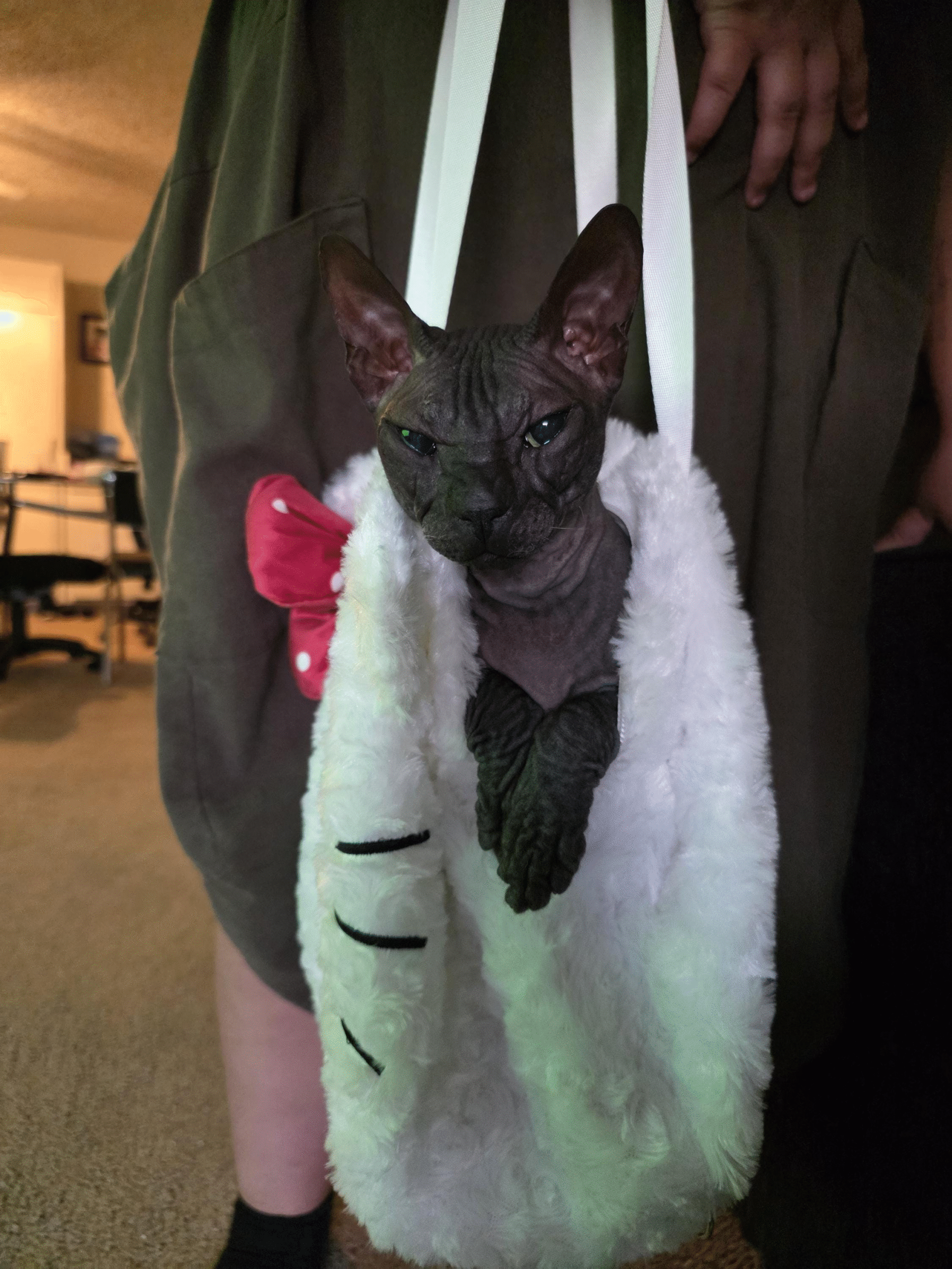 owner's reference photo of a sphynx cat for a custom crochet pet portrait